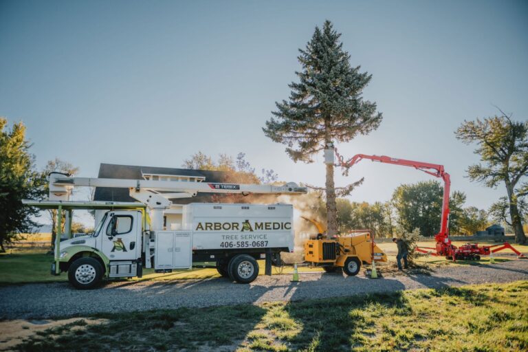 A well-organized tree service setup featuring an Arbor Medic truck and a red cherry picker in a residential area. The scene captures the truck equipped with various machinery, including a wood chipper and a bucket lift, engaged in the maintenance of a large pine tree. The morning light bathes the scene in warmth, highlighting the professionalism and comprehensive equipment used in urban tree care